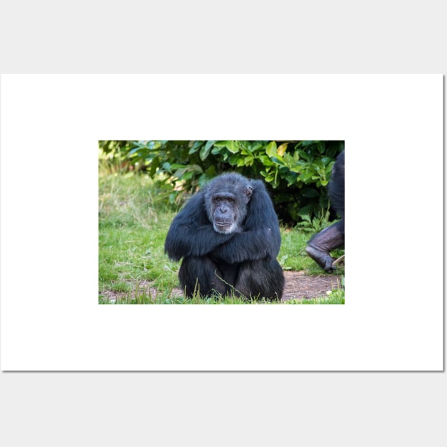 Chimpanzee Wall Art by Russell102